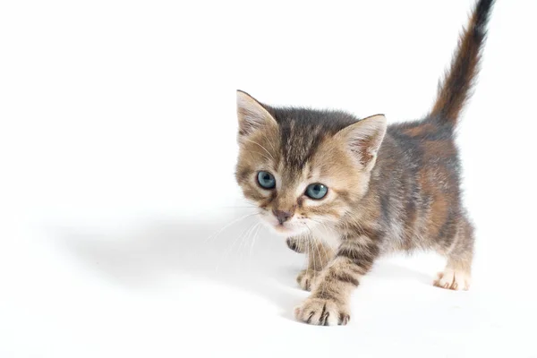 Portrait Tabby Kitten Green Eyes — Stock Photo, Image