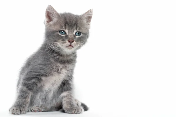 Portrait Grey Kitten Blue Yes — Stock Photo, Image