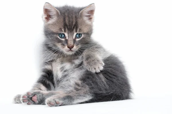 Kitten Interesting Look — Stock Photo, Image