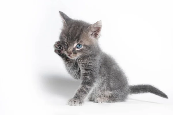 Kitten Interesting Expression — Fotografia de Stock