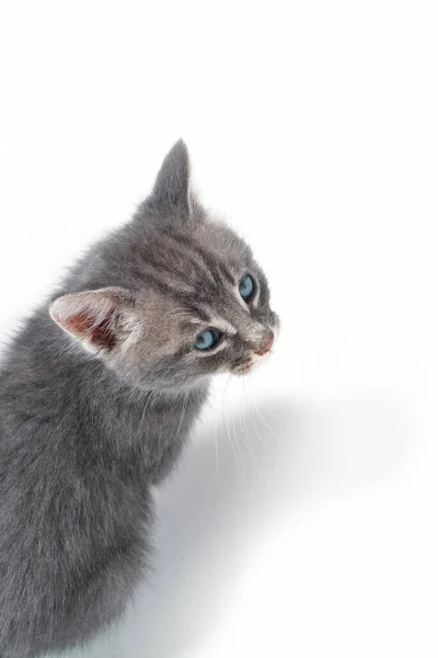 Top View Portrait Kitten — Stockfoto