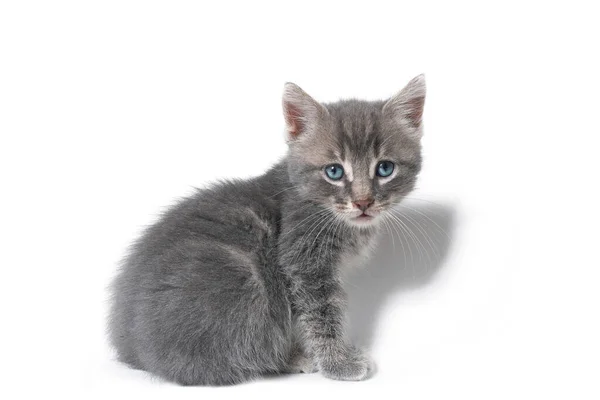 Porträt Eines Grauen Kätzchens Mit Blauen Augen — Stockfoto