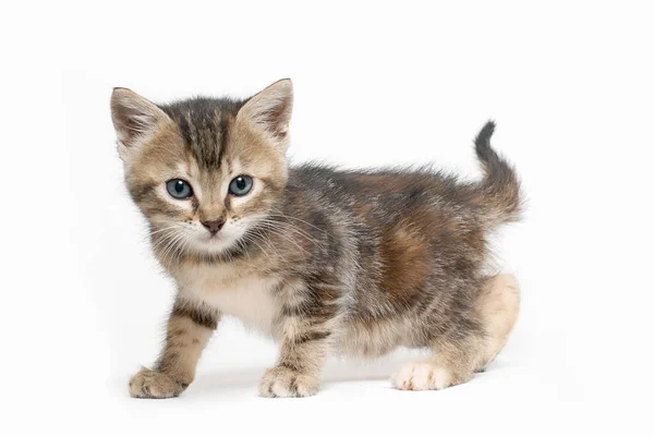 Tabby Kitten Green Eyes Fotografias De Stock Royalty-Free