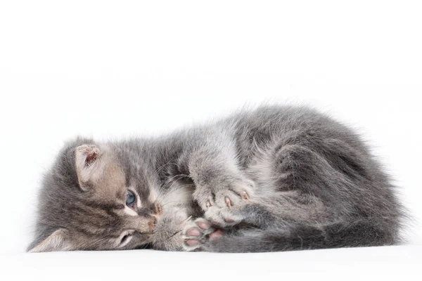 Adorable Cat Blue Eyes Rechtenvrije Stockfoto's