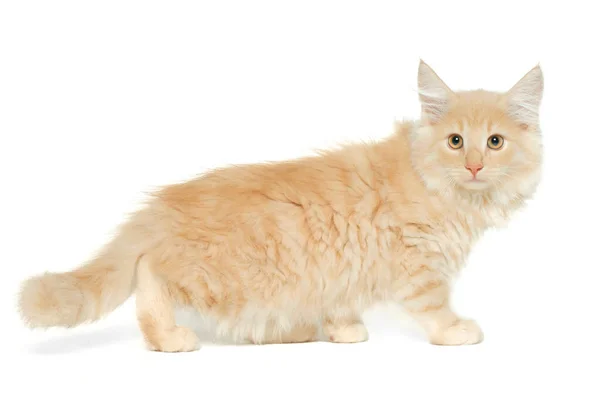 Norwegian Cat Yelloweyes — Stockfoto