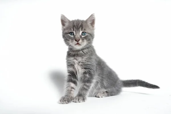 Jungtier Mit Interessantem Gesichtsausdruck — Stockfoto