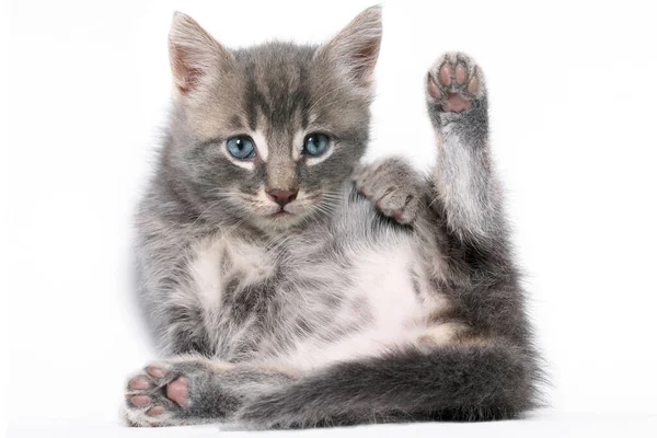 Kitten Interesting Expression — Stock Photo, Image