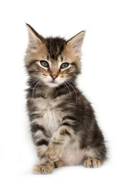 Portrait Tabby Kitten Green Eyes — Stockfoto