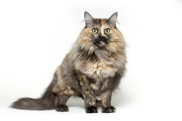 Prächtige Norwegische Katze Mit Gelben Augen Stockbild