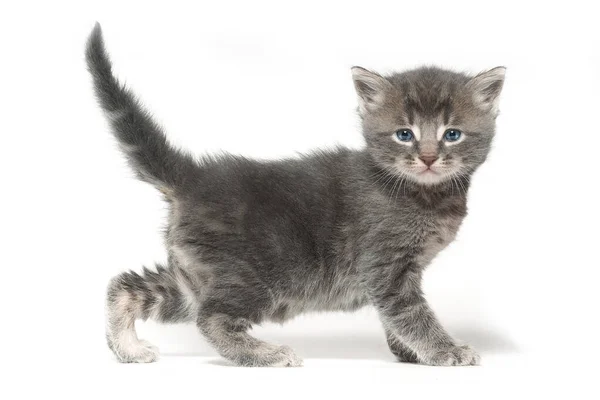 Adorable Kitten Blue Eyes Stock-billede