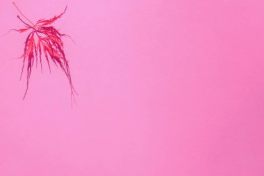Soyut pembe arkaplan bir kırmızı Japon akçaağaç yaprağı, Kırmızı Kraliçe isimli Acer palmatumu, sol üst köşesinde sert gölgelerle kurumuş, kopyalama alanı. Merhaba sonbahar konsepti, dekoratif tasarım..