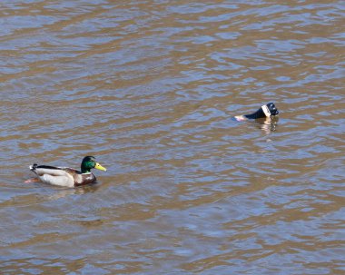Plastik kirliliği, doğal ekoloji kavramı. Yüzen ördek ve plastik su şişesiyle nehir yüzeyi. Çevrenin ihmalinden kaynaklanan zararlar, atıkların geri dönüştürülmemesinden kaynaklanıyor. Boşluğu kopyala.