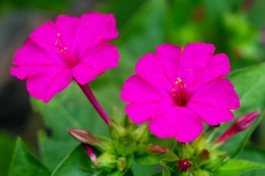 Mirabilis jalapa, Peru mucizesi veya dört saatlik bir çiçek, Mirabilis bitkinin en yaygın süs türüdür ve çeşitli renklerde mevcuttur. Mirabilis jalapa Aztekler yetiştirilen
