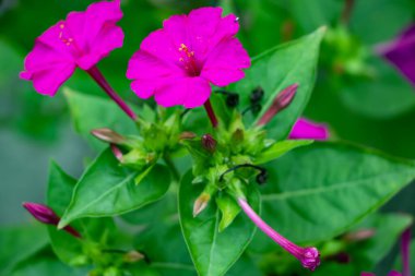 Mirabilis jalapa, Peru mucizesi veya dört saatlik bir çiçek, Mirabilis bitkinin en yaygın süs türüdür ve çeşitli renklerde mevcuttur. Mirabilis jalapa Aztekler yetiştirilen