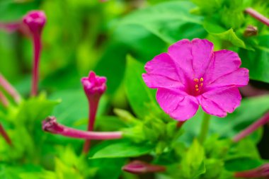 Mirabilis jalapa, Peru mucizesi veya dört saatlik bir çiçek, Mirabilis bitkinin en yaygın süs türüdür ve çeşitli renklerde mevcuttur. Mirabilis jalapa Aztekler yetiştirilen