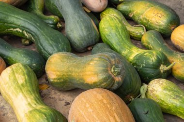 Sebze bahçesinde balkabağı (Cucurbita pepo).