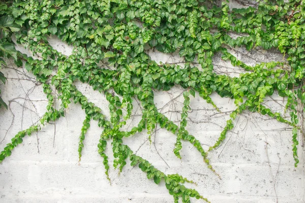 Yeşil Yaprakların Yüzeyi Tuğla Duvar Arkasındaki Sarmaşık Ağacı Grunge Yüzey — Stok fotoğraf