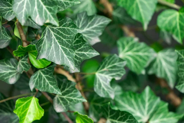 Ivy Hedera Sarmalı Avrupa Sarmaşık Yaprağı Fotoğrafı Kapat — Stok fotoğraf