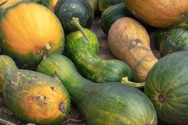 Sebze bahçesinde balkabağı (Cucurbita pepo).