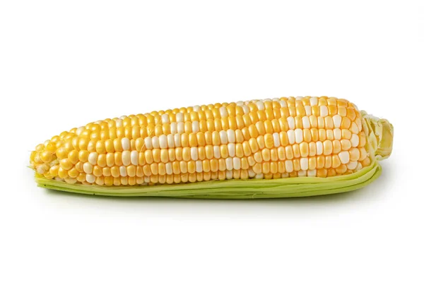 Een Maïs Geïsoleerd Een Witte Achtergrond — Stockfoto