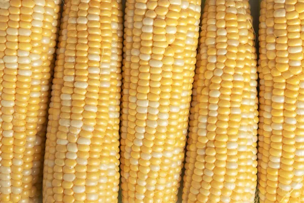 Édes Kukorica Fülek Háttér Bezárás Kép — Stock Fotó