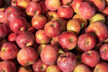 Taze kırmızı ve sarı elmaların yakın çekimi..