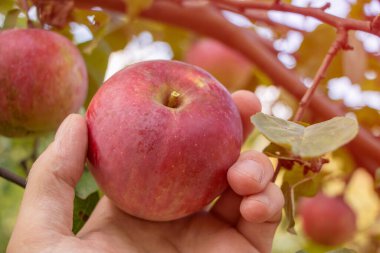 Bahçeden bir elma topluyorum..