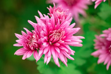 Bir demet pembe kasımpatı çiçeği ve taç yapraklarının beyaz uçları. Çiçek parkında kasımpatı deseni. Bir demet pembe kasımpatı çiçeği.