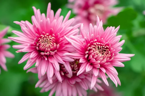Букет Рожевих Квітів Хризантем Білих Кінчиків Пелюстках Хризантема Квітковому Парку — стокове фото