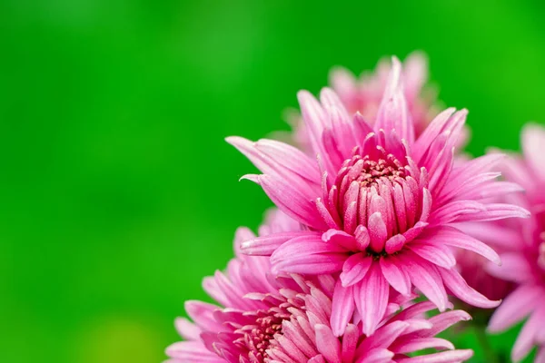 Monte Flores Crisântemo Rosa Pontas Brancas Suas Pétalas Padrão Crisântemo — Fotografia de Stock