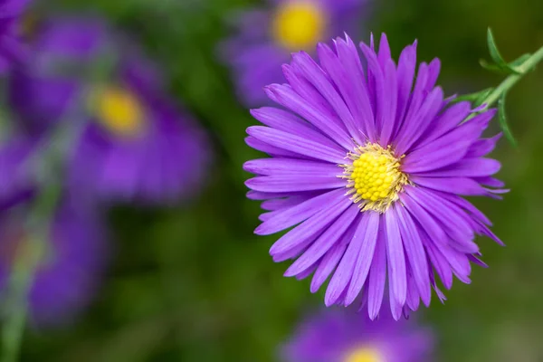 Prachtige Violette Chrysant Als Achtergrond Chrysant September Chrysant Behang Chrysanten — Stockfoto