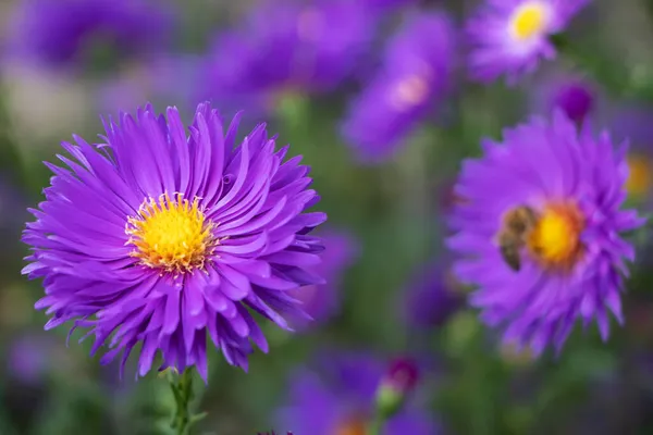 Crisântemo Violeta Bonito Como Imagem Fundo Crisântemo Setembro Papel Parede — Fotografia de Stock