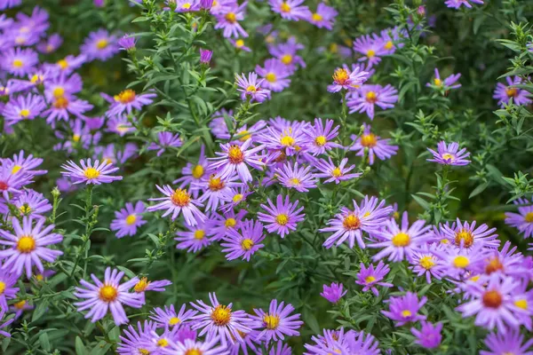 Crisantemi Fioriscono Nel Giardino Autunnale Sfondo Con Delicati Crisantemi Lilla — Foto Stock