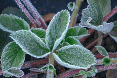 Yakın çekim yeşil çilek yaprakları buz kristalleri, frost bitkiler üzerinde kaplı dondurma.