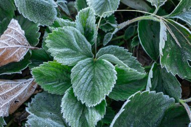 Yakın çekim yeşil çilek yaprakları buz kristalleri, frost bitkiler üzerinde kaplı dondurma.