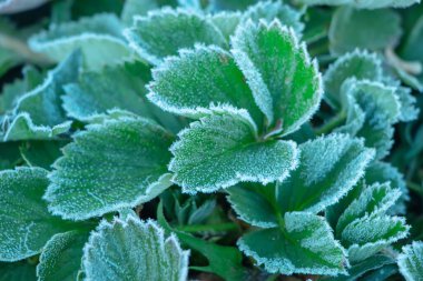 Yakın çekim yeşil çilek yaprakları buz kristalleri, frost bitkiler üzerinde kaplı dondurma.