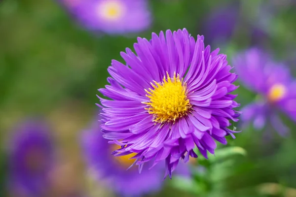 Bellissimo Crisantemo Viola Come Immagine Sfondo Crisantemo Settembre Carta Parati — Foto Stock