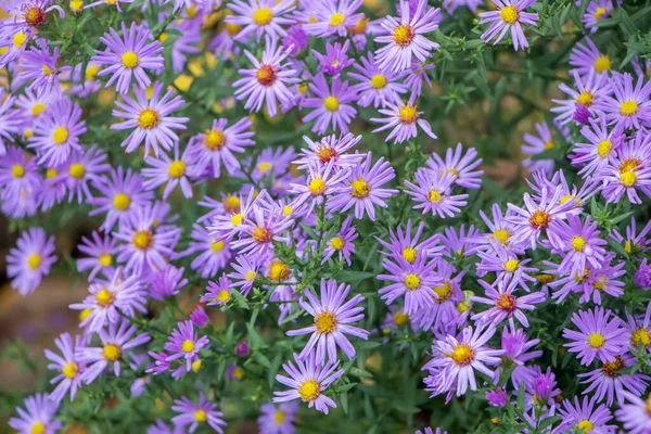 Los Crisantemos Florecen Jardín Otoño Fondo Con Crisantemos Lila Suaves —  Fotos de Stock