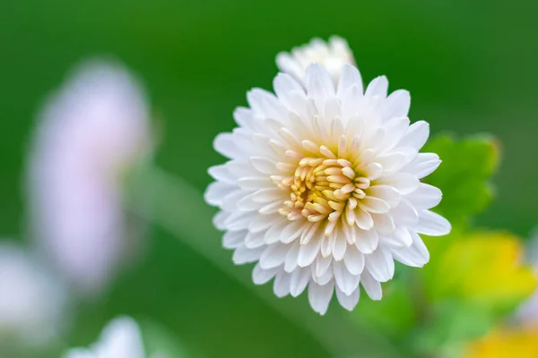 Belo Crisântemo Branco Como Imagem Fundo Papel Parede Crisântemo Crisântemos — Fotografia de Stock