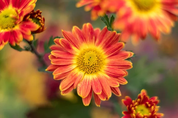 Laranja Flor Crisântemo Jardim Perto — Fotografia de Stock