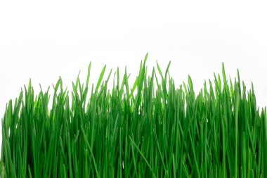 Beyaz arka planda yeşil çimenler..