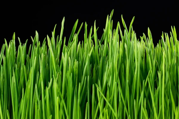 Erba Verde Sfondo Nero — Foto Stock