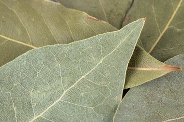 Saha yaprağı makrosu. Organik gıda geçmişi