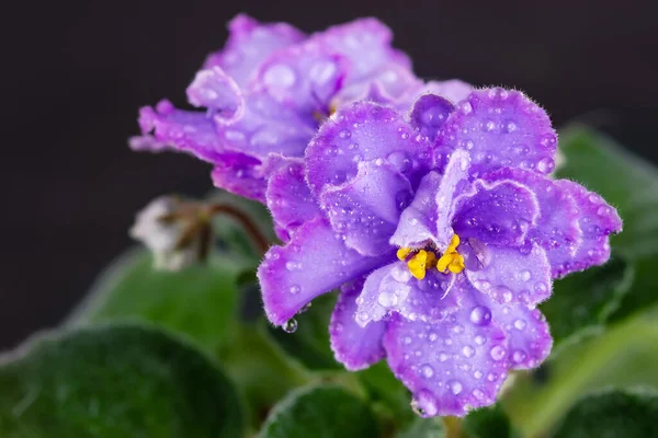 Flowering Saintpaulias Drops Commonly Known African Violet Mini Potted Plant — Stock Photo, Image
