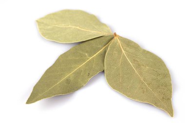 Aromatic Bay defne yaprakları, beyaz arkaplan üzerinde izole.