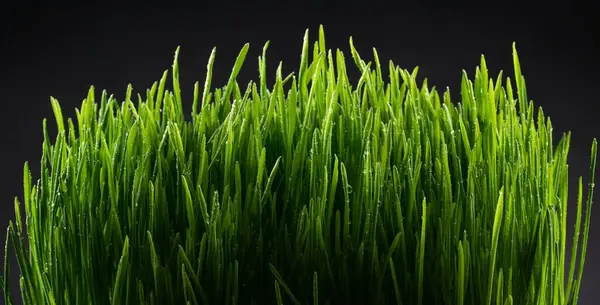 Erba Verde Con Gocce Acqua Sfondo Nero — Foto Stock