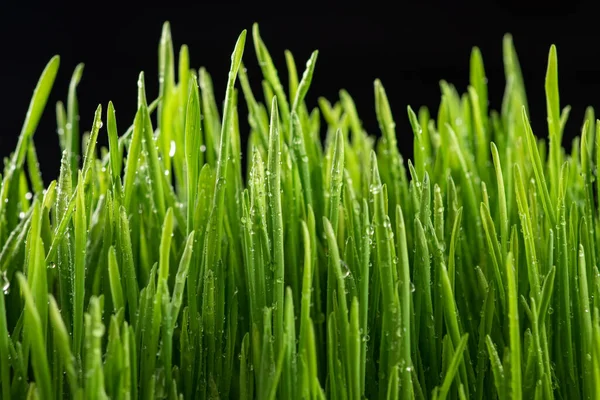 Erba Verde Con Gocce Acqua Sfondo Nero — Foto Stock