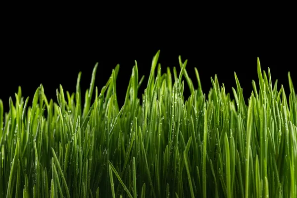 Green Grass Water Drops Black Background Copy Space — Stock Photo, Image