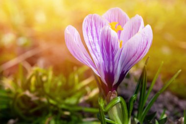 Güzel menekşe krokus portresi, crocus 'un makro bahar fotoğrafı, açık krokus..