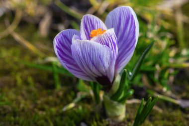 Güzel menekşe krokus portresi, crocus 'un makro bahar fotoğrafı, açık krokus..